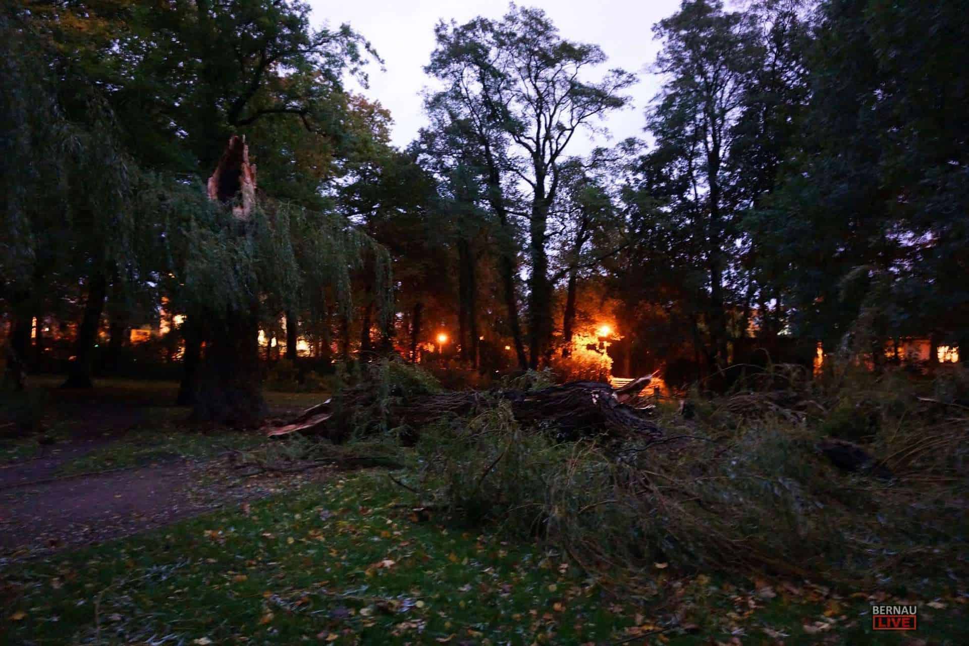 Unwetter, Sturm, Stadtpark, Baum