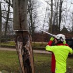 Bernau: Mit großer Technik gegen morsche Bäume im Stadtpark 10 Bernau LIVE