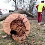Bernau: Mit großer Technik gegen morsche Bäume im Stadtpark 12 Bernau: Mit großer Technik gegen morsche Bäume im Stadtpark