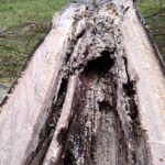 Bernau: Mit großer Technik gegen morsche Bäume im Stadtpark 13 Bernau LIVE