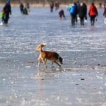 Barnim: Feuerwehreinsatz am Gorinsee - Eisläufer verletzt 3 Bernau LIVE