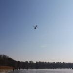 Barnim: Feuerwehreinsatz am Gorinsee - Eisläufer verletzt 2 Bernau LIVE