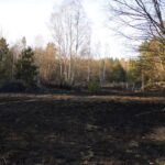Waldbrand in Klosterfelde sorgte für Großeinsatz der Feuerwehren 3 Bernau LIVE