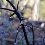 Waldbrand in Klosterfelde sorgte für Großeinsatz der Feuerwehren 2 Bernau LIVE