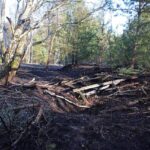 Waldbrand in Klosterfelde sorgte für Großeinsatz der Feuerwehren 6 Bernau LIVE