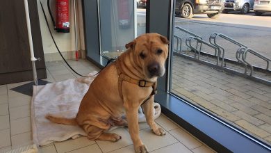 Bahnhofs-Passage Bernau: Hund sitzt seit gut 1,5 Stunden in der Kälte