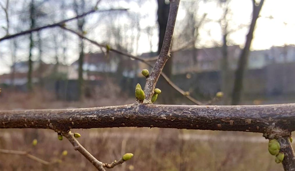 Endlich: Bernau taut auf und zeigt erste Frühlingserscheinungen