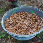 Tag des Baumes - unterwegs mit Waldkita und Förster in Bernau 10 Bernau LIVE