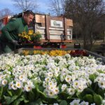 Bernau blüht auf – Firma Hoppe pflanzt über 3.350 Frühblüher 4 Bernau LIVE