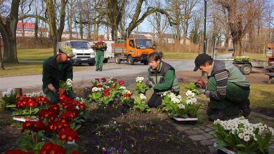Bernau blüht auf – Firma Hoppe pflanzt über 3.350 Frühblüher