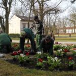 Bernau blüht auf – Firma Hoppe pflanzt über 3.350 Frühblüher 3 Bernau LIVE