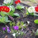 Bernau blüht auf – Firma Hoppe pflanzt über 3.350 Frühblüher 5 Bernau LIVE