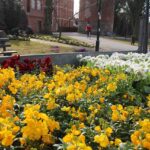 Bernau blüht auf – Firma Hoppe pflanzt über 3.350 Frühblüher 2 Bernau LIVE