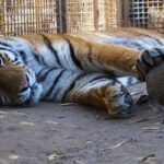 Langes Pfingstwochenende im Wildkatzenzentrum Tempelfelde 4 Bernau LIVE
