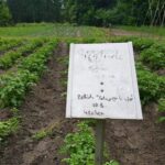 Bernau: Am Samstag präsentierte sich die BIO-Gärtnerei Lobetal 5 Bernau LIVE