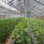 Bernau: Am Samstag präsentierte sich die BIO-Gärtnerei Lobetal 6 Bernau LIVE