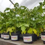 Bernau: Am Samstag präsentierte sich die BIO-Gärtnerei Lobetal 8 Bernau: Am Samstag präsentierte sich die BIO-Gärtnerei Lobetal