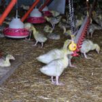 Brandenburger Landpartie – Zu Gast bei Bauer Peters in Löhme 5 Bernau LIVE