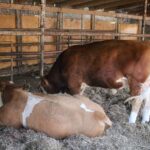 Brandenburger Landpartie – Zu Gast bei Bauer Peters in Löhme 2 Bernau LIVE