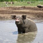 Brandenburger Landpartie – Zu Gast bei Bauer Peters in Löhme 6 Bernau LIVE