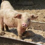 Brandenburger Landpartie – Zu Gast bei Bauer Peters in Löhme 8 Bernau LIVE