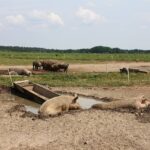 Brandenburger Landpartie – Zu Gast bei Bauer Peters in Löhme 10 Bernau LIVE