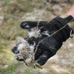 Mann lief mit Schreckschußwaffe durch Bernau + wieder Böschungsbrand 8 Bernau LIVE