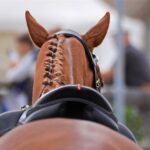 Zu Gast beim Reit- und Springturnier in Bernau - Ladeburg 2 Bernau LIVE