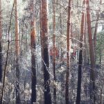 Fichtenwalde: Waldbrand gelöscht - Feuerwehren aus Barnim wohlbehalten zurück 11 Bernau LIVE