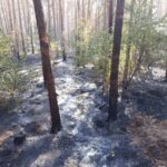 Fichtenwalde: Waldbrand gelöscht - Feuerwehren aus Barnim wohlbehalten zurück 9 Bernau LIVE