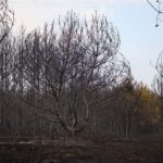 Waldbrand in Treuenbrietzen - Barnimer Einsatzkräfte gesund zurück 23 Bernau LIVE
