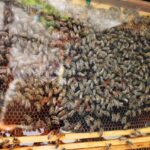 Voll wars: Tag der Vereine und Kunst- und Handwerkermarkt Bernau 36 Bernau LIVE