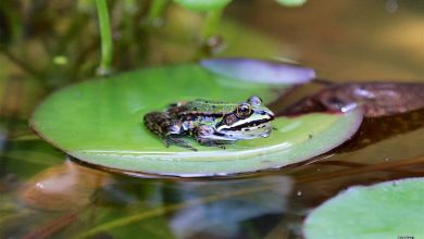 Sommer, Sonne, 35 Grad - guten Morgen aus Bernau bei Berlin 14 Sommer, Sonne, 35 Grad - guten Morgen aus Bernau bei Berlin