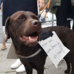 Friedensfest links- und AfD Kundgebung rechts vorm Bahnhof Bernau 2 Bernau LIVE