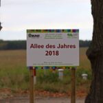 Straße zwischen Rüdnitz und Danewitz wird zur "Allee des Jahres" 4 Bernau LIVE