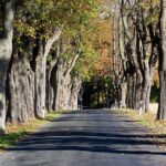 Straße zwischen Rüdnitz und Danewitz wird zur "Allee des Jahres" 3 Straße zwischen Rüdnitz und Danewitz wird zur "Allee des Jahres"