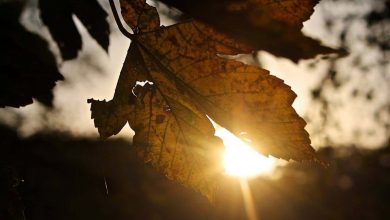 Guten Morgen, wir wünschen Euch einen schönen Freitag 13 Guten Morgen, wir wünschen Euch einen schönen Freitag