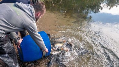 Lanke: Etwa 2.300 Fische in Barnimer Gewässer eingesetzt