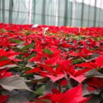 Zwischen Weihnachtssternen, Deko und vielen netten Menschen 5 Bernau LIVE