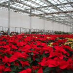 Zwischen Weihnachtssternen, Deko und vielen netten Menschen 13 Bernau LIVE