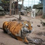 Ein bisschen "Jurassic Park" bei Tiger Diego & Co. im Wildkatzenzentrum 6 Bernau LIVE