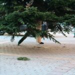 Millimeterarbeit für den Weihnachtsbaum der WOBAU in Bernau 6 Bernau LIVE