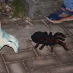 Geister, Partys und geschmückte Häuser in unserer Region 13 Bernau LIVE