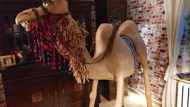 Zauberhaftes Kamel aus Bernau sucht ein liebevolles Zuhause
