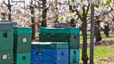 Bernau: Diebe öffneten Bienenkästen worauf die Bienenvölker starben