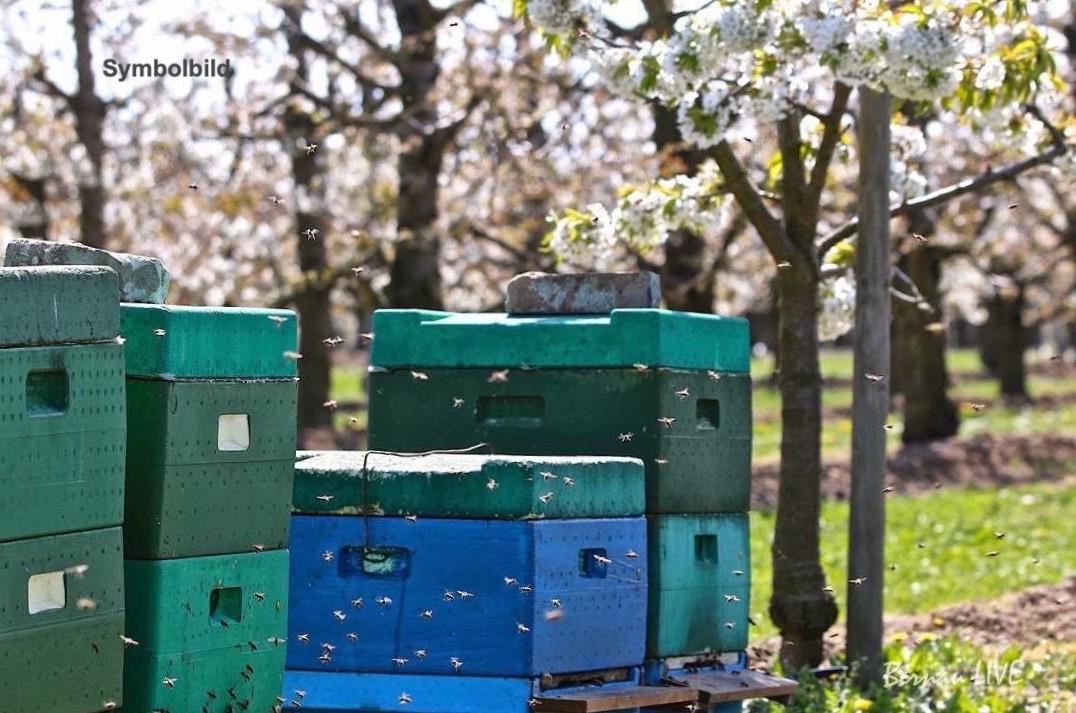 Bernau: Diebe öffneten Bienenkästen worauf die Bienenvölker starben