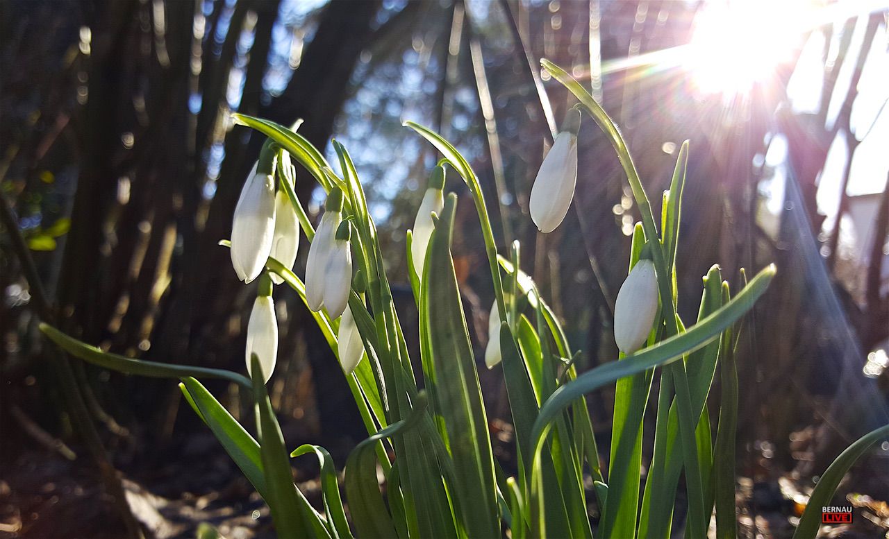 Guten Morgen aus Bernau bei Berlin am letzten Tag im Februar 4 Guten Morgen aus Bernau bei Berlin am letzten Tag im Februar