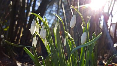 Guten Morgen aus Bernau bei Berlin am letzten Tag im Februar