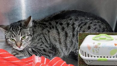 Veterinäramt LK Barnim: Wer kann Hinweise zur ausgesetzten Katze geben?