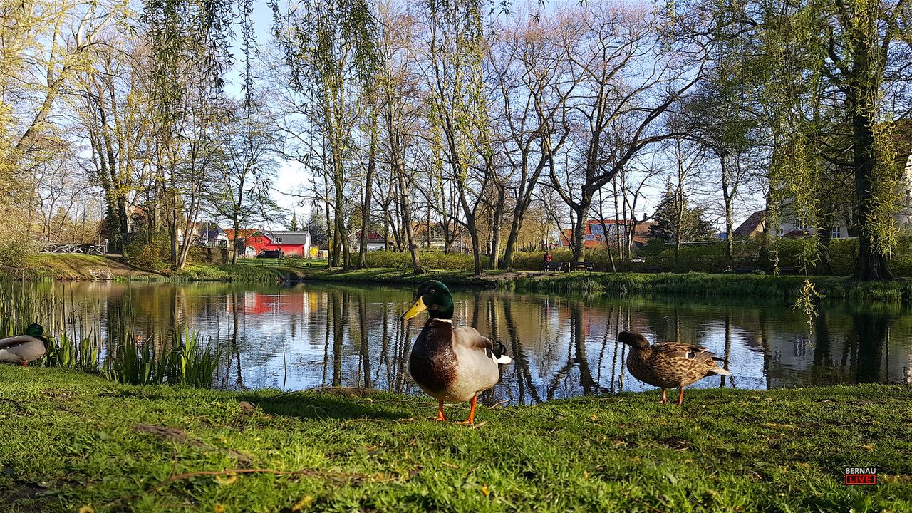 Bernau soll wieder einen alljährlichen Maibaum erhalten 5 Euch ein sonniges Wochenende - anbei unsere Veranstaltungstipps